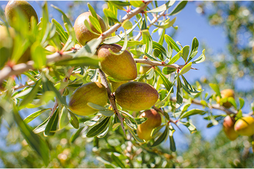 خواص روغن آرگان برای پوست، مو و ناخن